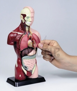 Lidské torzo - žákovský model